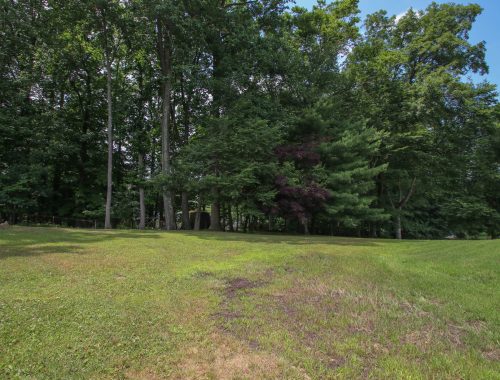 forest view trees